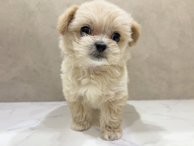 大阪府のペキプー(ペキニーズ×プードル) (ペッツファースト茶屋町店/2025年8月30日生まれ/女の子/アプリコット)の子犬