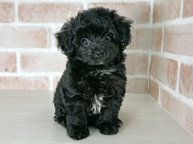 大阪府のチワプー/プーチー(チワワ×プードル) (ペッツファースト東大阪店/2025年8月29日生まれ/女の子/ブラック)の子犬