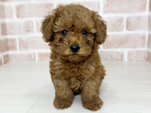 大阪府のトイプードル(トイ) (ペッツファースト東大阪店/2025年8月23日生まれ/男の子/レッド)の子犬