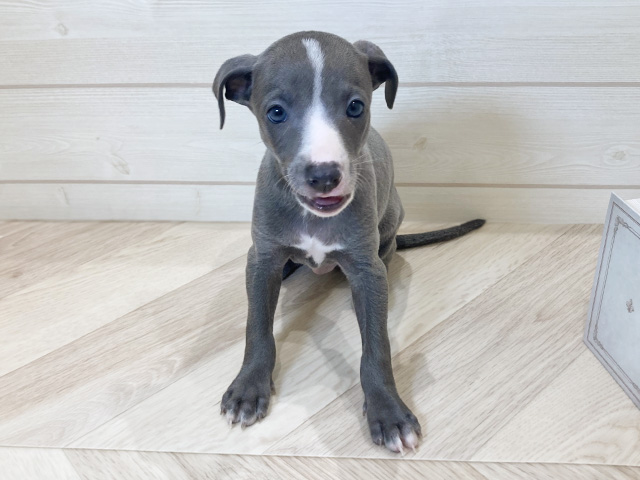 愛知県のイタリアングレーハウンド (ペッツファースト岡崎店/2025年9月1日生まれ/男の子/ブルーホワイト)の子犬の1枚目の画像