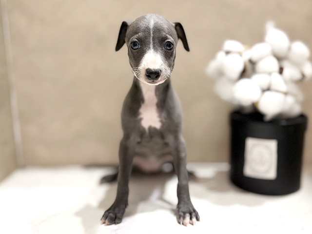 イタリアングレーハウンド