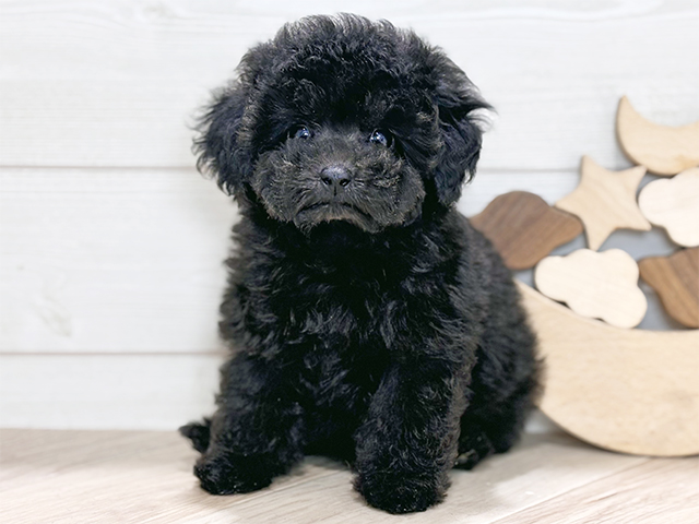 東京都のトイプードル(タイニー) (ペッツファースト吉祥寺本店/2025年8月27日生まれ/女の子/ブラック)の子犬の1枚目の画像