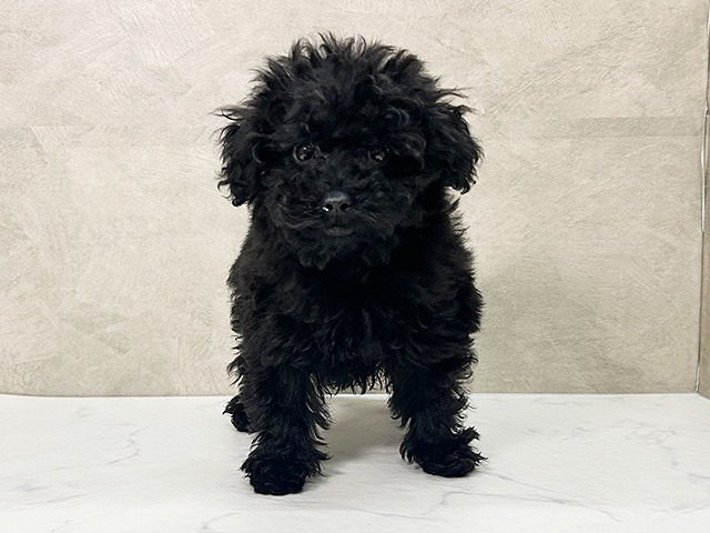 愛知県のトイプードル(タイニー) (ペッツファースト一宮店/2025年8月31日生まれ/女の子/ブラック)の子犬の1枚目の画像