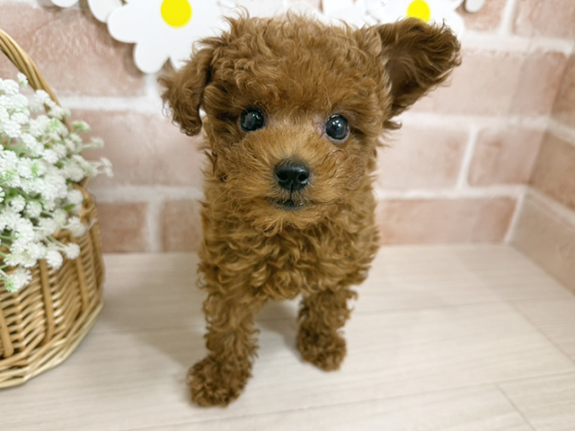 静岡県のトイプードル(タイニー) (ペッツファースト富士南店/2025年9月1日生まれ/男の子/レッド)の子犬