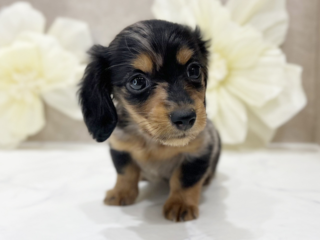 東京都のカニンヘンダックスフンド(ロング) (ペッツファースト新宿店/2025年8月31日生まれ/女の子/シルバーダップル)の子犬の1枚目の画像