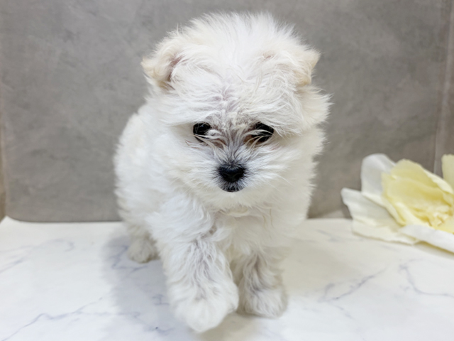 愛知県のポメマル/マルポメ(ポメラニアン×マルチーズ) (ペッツファースト名古屋栄店/2025年8月31日生まれ/女の子/クリーム)の子犬