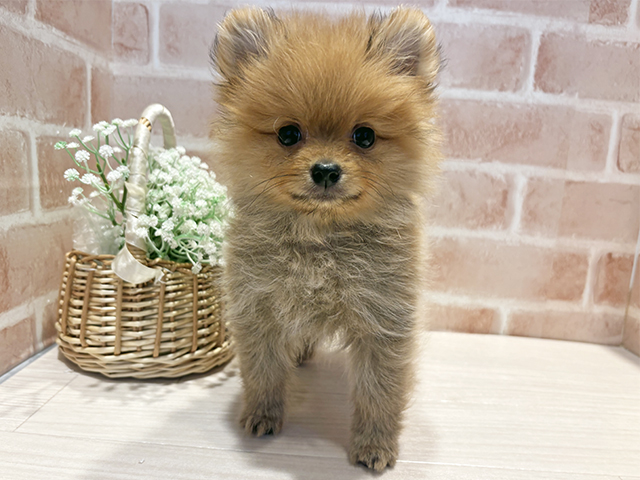 神奈川県のポメラニアン (ペッツファースト横浜元町店/2025年9月1日生まれ/男の子/オレンジ)の子犬