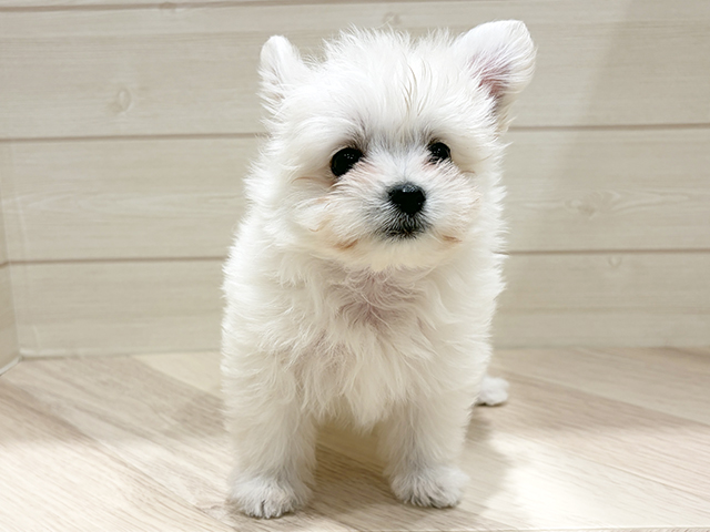 東京都のポメマル/マルポメ(ポメラニアン×マルチーズ) (ペッツファースト豊洲店/2025年9月1日生まれ/女の子/クリームホワイト)の子犬の1枚目の画像