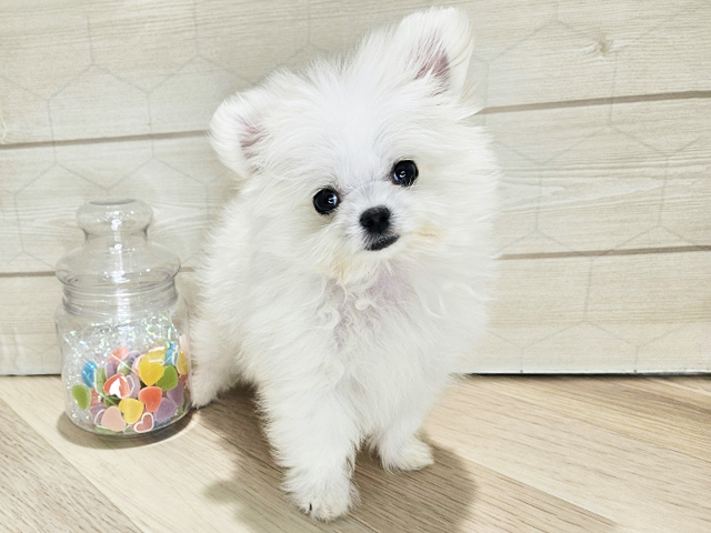 埼玉県のポメマル/マルポメ(ポメラニアン×マルチーズ) (ペッツファーストレイクタウン店/2025年9月1日生まれ/女の子/クリームホワイト)の子犬の1枚目の画像