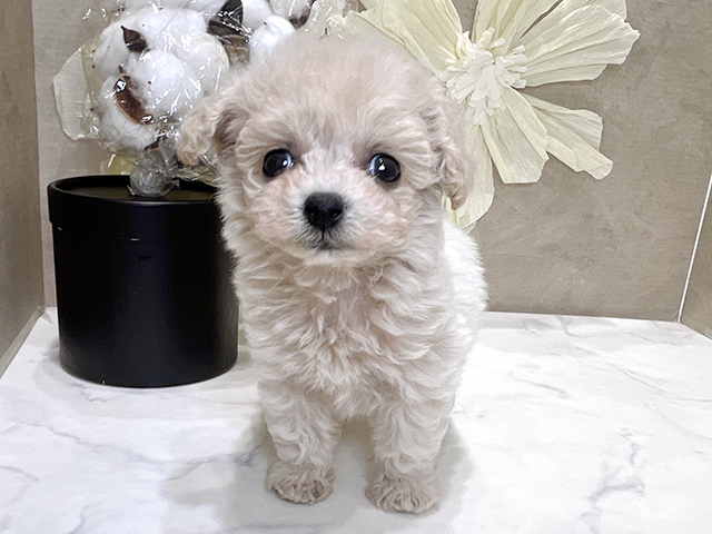 トイプードルミックス