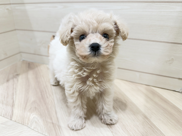 広島県のビションプー(ビションフリーゼ×プードル) (ペッツファースト広島府中店/2025年9月1日生まれ/男の子/アプリコット)の子犬の1枚目の画像