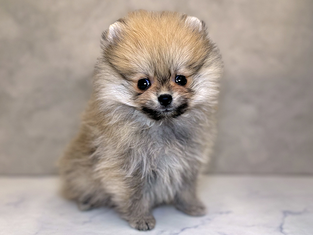 埼玉県のポメラニアン (ペッツファーストPETEMOレイクタウンmori店/2025年9月1日生まれ/男の子/オレンジセーブル)の子犬の1枚目の画像