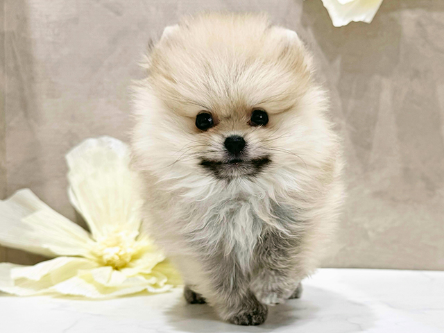 東京都のポメラニアン (ペッツファースト新宿店/2025年9月1日生まれ/男の子/クリームセーブル)の子犬