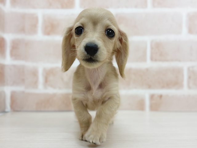 福岡県のミニチュアダックスフンド(ロング) (ペッツファースト福岡天神店(c)/2025年9月1日生まれ/女の子/イエロー)の子犬の1枚目の画像