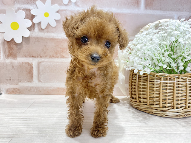 福岡県のトイプードル(ティーカップ) (ペッツファースト筑紫野店/2025年9月1日生まれ/男の子/レッド)の子犬