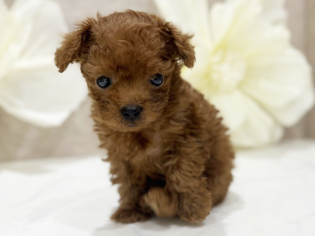 東京都のトイプードル(ティーカップ) (ペッツファースト新宿店/2025年9月1日生まれ/男の子/レッド)の子犬の1枚目の画像