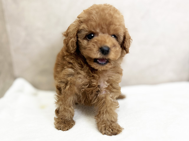 トイプードル