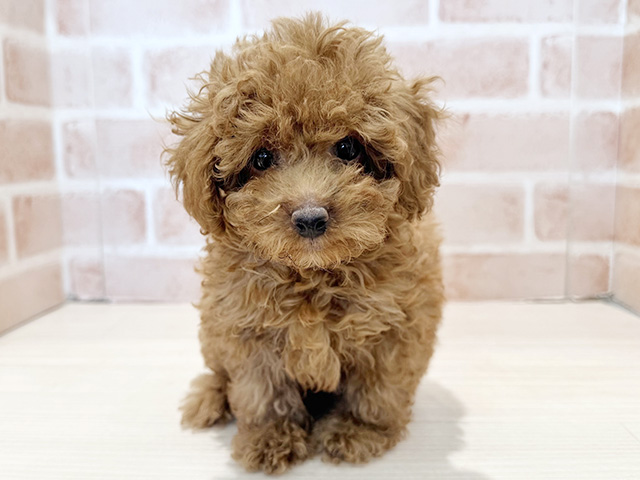 神奈川県のトイプードル(ティーカップ) (ペッツファースト秦野店/2025年9月1日生まれ/女の子/レッド)の子犬の1枚目の画像