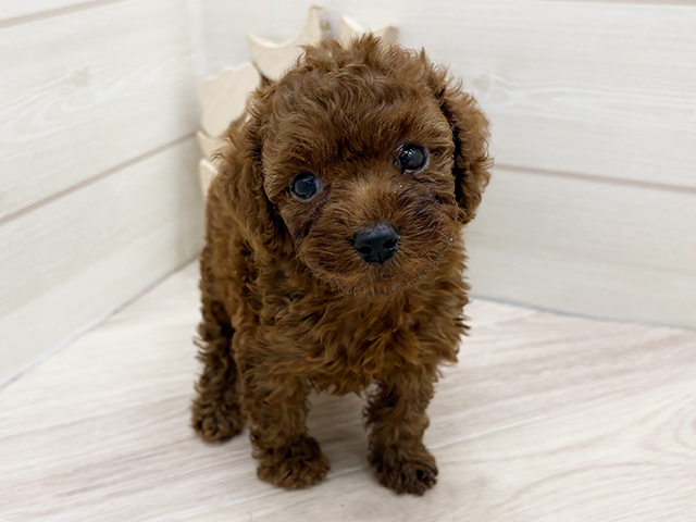 大阪府のトイプードル(ティーカップ) (ペッツファーストららぽーと門真店/2025年9月1日生まれ/女の子/レッド)の子犬の1枚目の画像