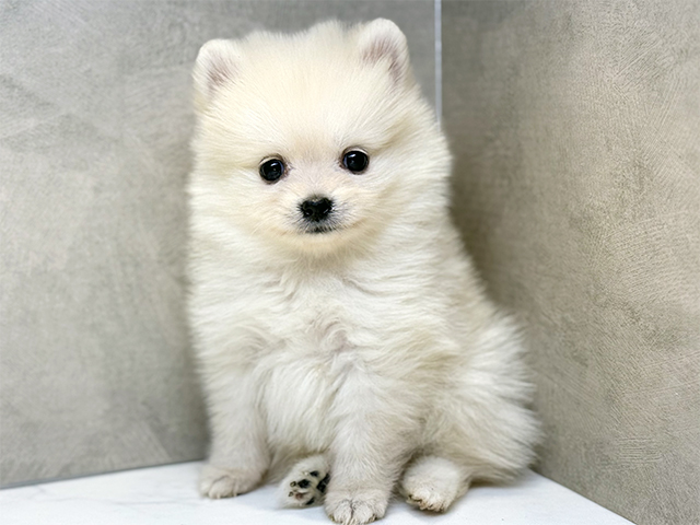 埼玉県のポメラニアン (ペッツファースト川口店/2025年8月30日生まれ/男の子/クリーム)の子犬の1枚目の画像