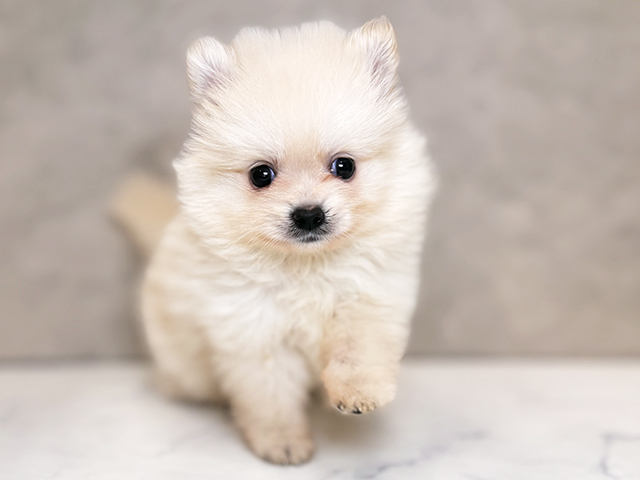 埼玉県のポメラニアン (ペッツファーストPETEMOレイクタウンmori店/2025年8月30日生まれ/男の子/クリーム)の子犬の1枚目の画像