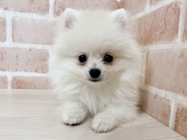 埼玉県のポメラニアン (ペッツファースト入間店/2025年8月30日生まれ/男の子/クリーム)の子犬の1枚目の画像