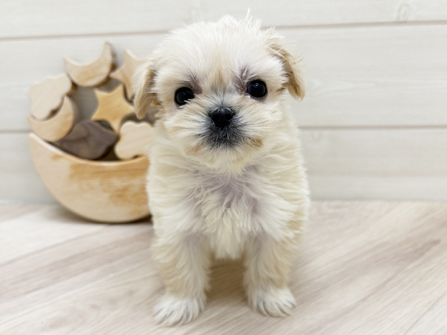 大阪府のペキプー(ペキニーズ×プードル) (ペッツファーストららぽーと門真店/2025年8月28日生まれ/女の子/アプリコット)の子犬の1枚目の画像