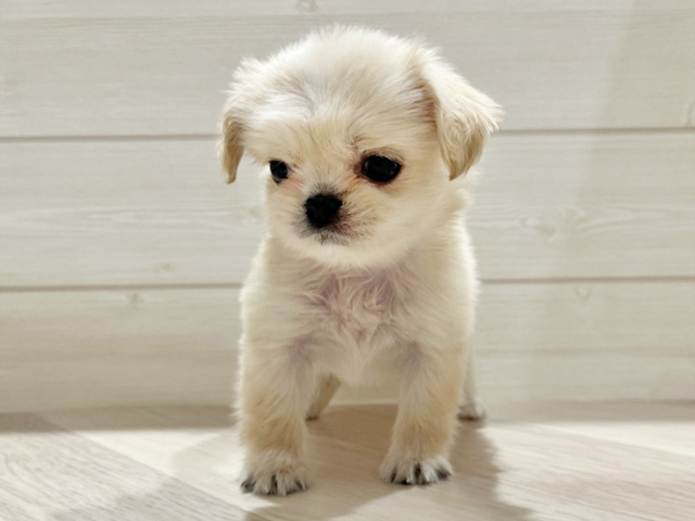 ペキプー, 性別 女の子, 誕生日 2025/08/28, 毛色 アプリコット, 出身 茨城県, 店舗 豊洲店(東京都), お問い合わせ番号 2506764