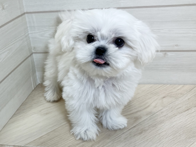 神奈川県のペキプー(ペキニーズ×プードル) (ペッツファースト大和鶴間店/2025年8月28日生まれ/女の子/クリーム)の子犬の1枚目の画像