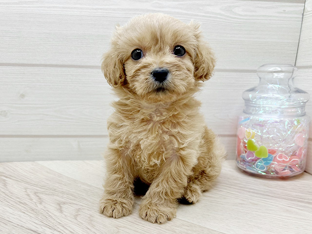 東京都のペキプー(ペキニーズ×プードル) (ペッツファースト渋谷店/2025年8月28日生まれ/男の子/アプリコット)の子犬の1枚目の画像