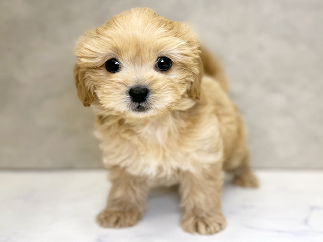 埼玉県のペキプー(ペキニーズ×プードル) (ペッツファーストPETEMOレイクタウンmori店/2025年8月28日生まれ/男の子/アプリコット)の子犬の1枚目の画像