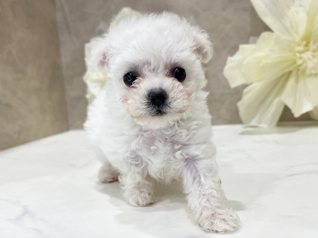 東京都のビションフリーゼ (ペッツファースト新宿店/2025年9月1日生まれ/女の子/ホワイト)の子犬の1枚目の画像