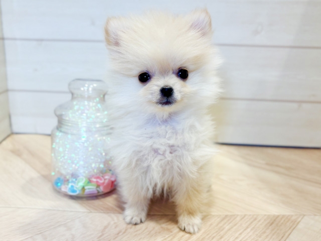 神奈川県のポメラニアン (ペッツファースト川崎店/2025年8月21日生まれ/女の子/クリーム)の子犬の1枚目の画像