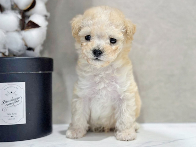 トイプードルミックス