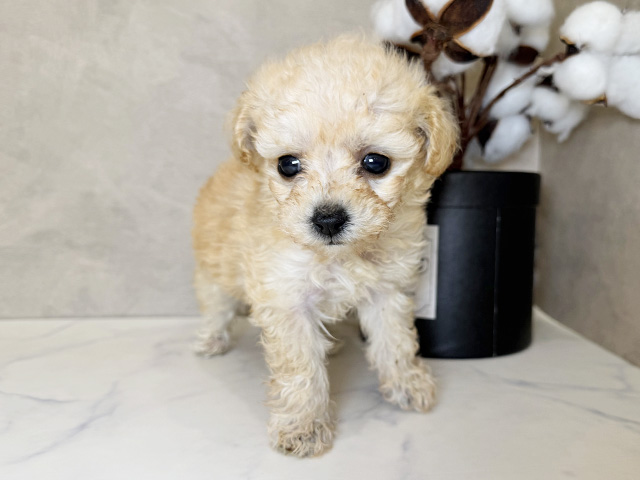 東京都のビションプー(ビションフリーゼ×プードル) (ペッツファーストららぽーと立川立飛店/2025年8月31日生まれ/女の子/アプリコット)の子犬の1枚目の画像