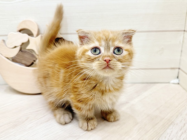 広島県のマンチカン (ペッツファースト広島府中店/2025年8月25日生まれ/男の子/レッドタビー)の子猫の1枚目の画像