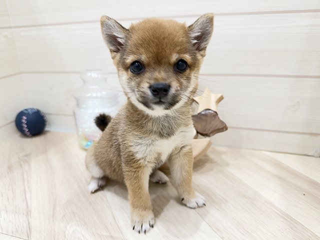 広島県の豆柴 (ペッツファースト広島府中店/2025年9月1日生まれ/女の子/赤)の子犬