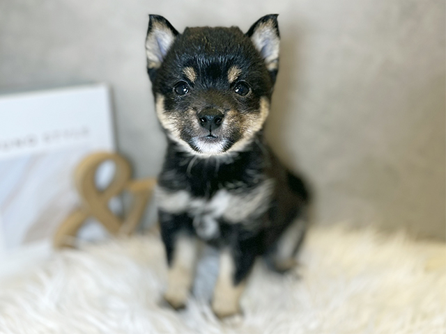 東京都の豆柴 (ペッツファースト青山店/2025年9月1日生まれ/女の子/黒)の子犬
