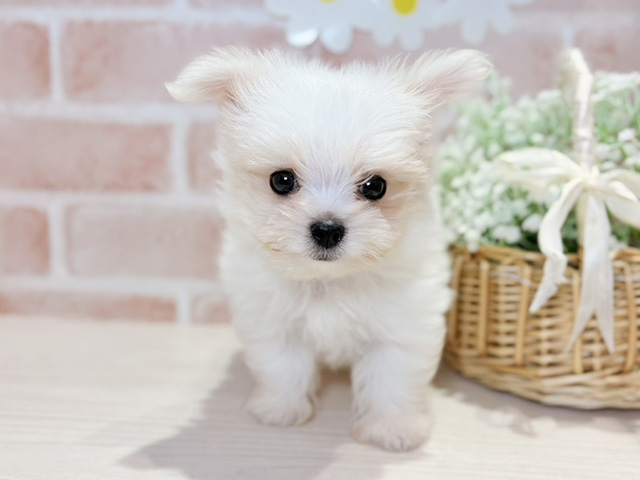 岡山県のチワマル/マルチワ(チワワ×マルチーズ) (ペッツファースト倉敷店/2025年9月1日生まれ/男の子/クリームホワイト)の子犬