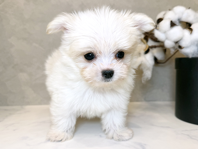 東京都のチワマル/マルチワ(チワワ×マルチーズ) (ペッツファーストららぽーと立川立飛店/2025年9月1日生まれ/男の子/クリームホワイト)の子犬の1枚目の画像