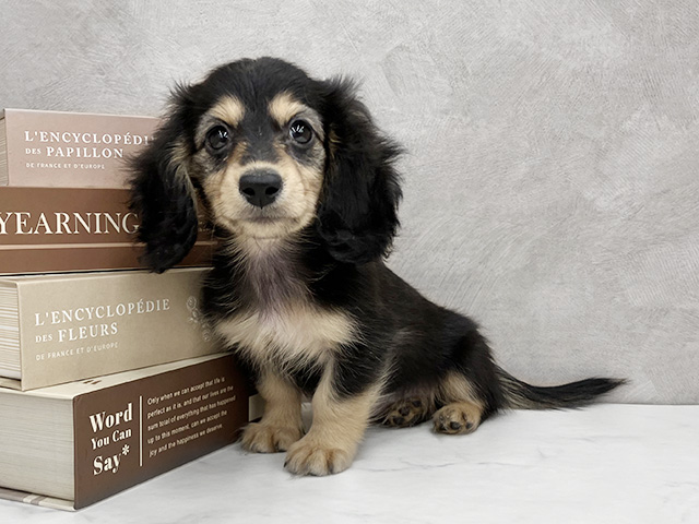 奈良県のカニンヘンダックスフンド(ロング) (ペッツファースト橿原店/2025年9月1日生まれ/女の子/ブラックイエロー)の子犬