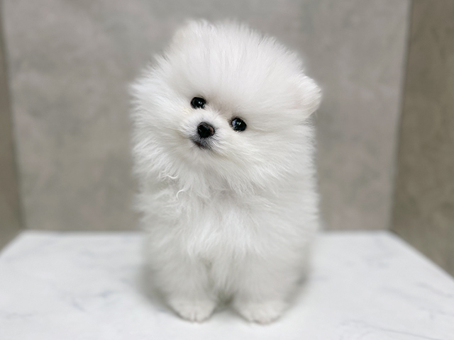 東京都のポメラニアン (ペッツファースト池袋店/2025年9月1日生まれ/男の子/クリーム)の子犬の1枚目の画像