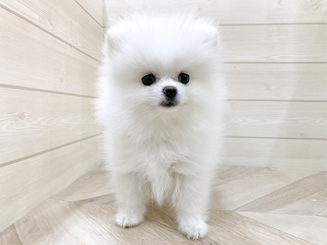 福岡県のポメラニアン (ペッツファースト福岡天神店(c)/2025年9月1日生まれ/女の子/クリーム)の子犬の1枚目の画像