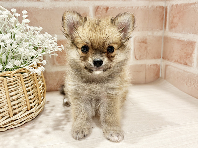2025年9月1日生まれのポメチワ/チワポメ/ポメチー(ポメラニアン×チワワ)