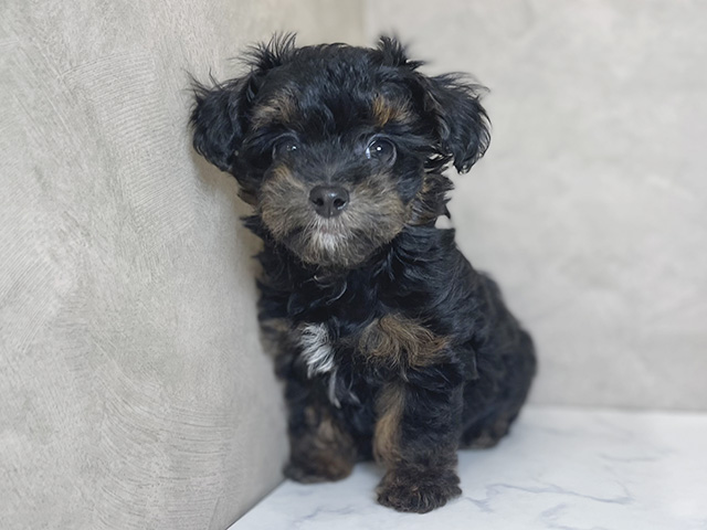 東京都のチワプー/プーチー(チワワ×プードル) (ペッツファーストららぽーと立川立飛店/2025年8月30日生まれ/男の子/ブラックタン)の子犬の1枚目の画像