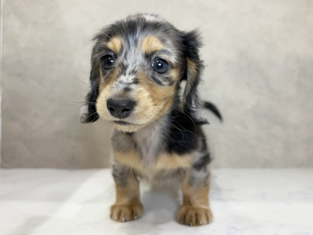 大阪府のミニチュアダックスフンド(ロング) (ペッツファースト茶屋町店/2025年9月1日生まれ/男の子/シルバーダップル)の子犬の1枚目の画像