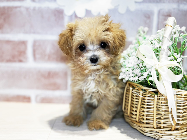 岡山県のマルプー(マルチーズ×プードル) (ペッツファースト倉敷店/2025年9月1日生まれ/男の子/クリーム)の子犬の1枚目の画像