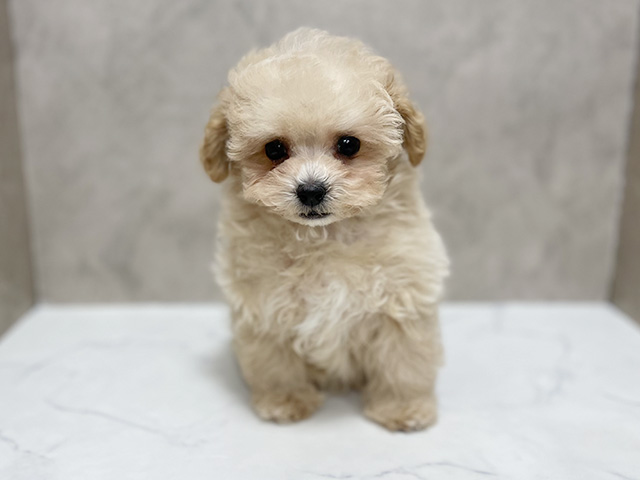 東京都のマルプー(マルチーズ×プードル) (ペッツファースト池袋店/2025年9月1日生まれ/男の子/クリーム)の子犬