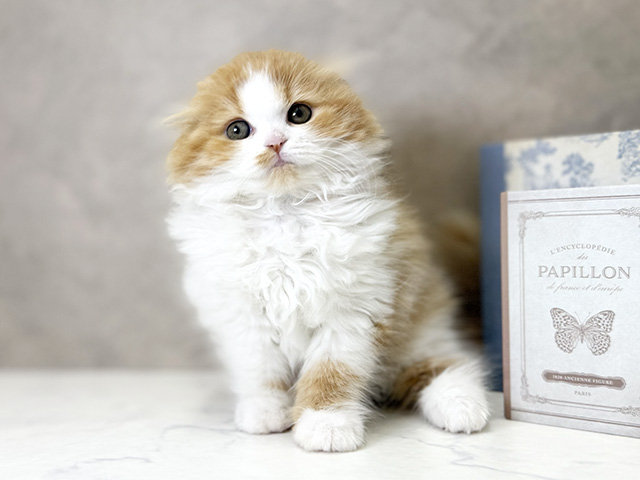 大阪府のスコティッシュフォールド (ペッツファースト心斎橋本店/2025年8月30日生まれ/女の子/レッドタビーホワイト)の子猫の1枚目の画像