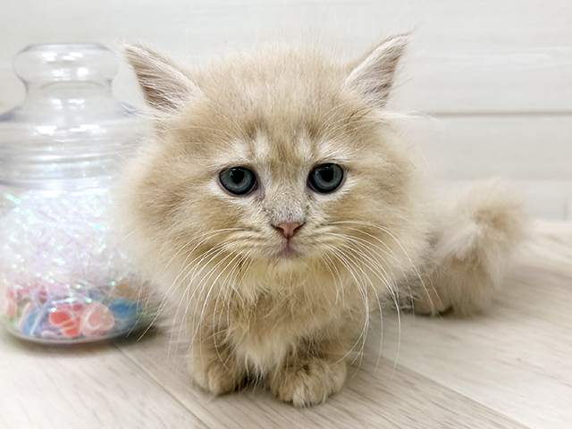 大阪府のミヌエット (ペッツファーストららぽーと門真店/2025年8月31日生まれ/男の子/クリームタビー)の子猫の1枚目の画像